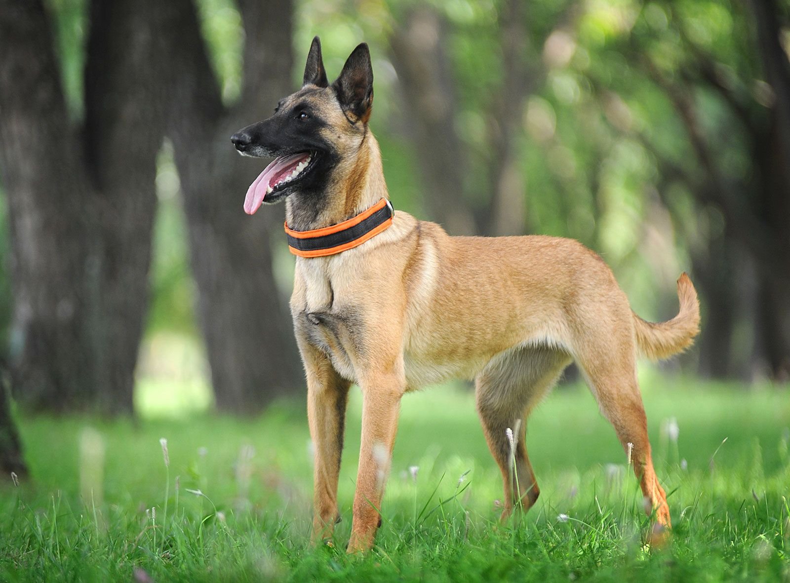 Belgian Malinois dog standing in a field